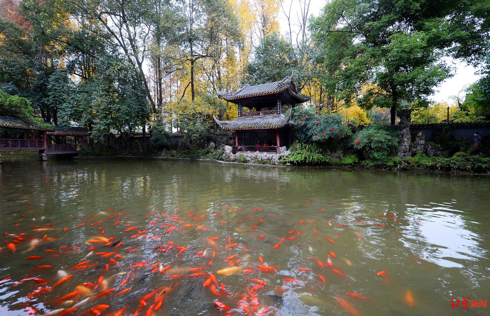 红星专栏|栋见文博⑤:罨画池,全国唯一的陆游祠__凤凰网