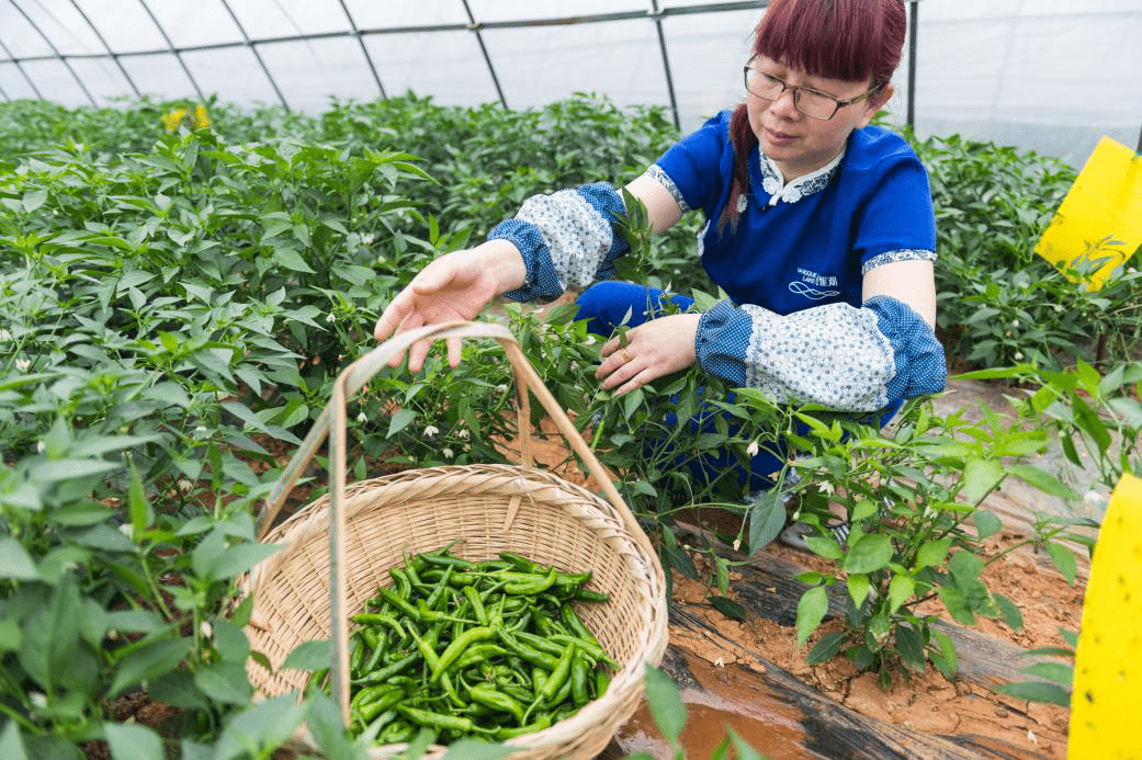 值得信赖~中国辣椒看湖南湖南辣椒看樟树港樟树港