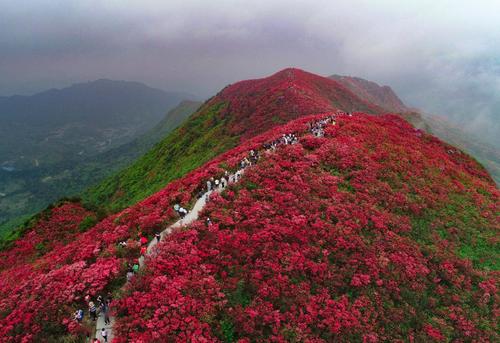 五一假期旅游人次暴增,丹寨杜鹃花节为小镇注入"新鲜血液"!