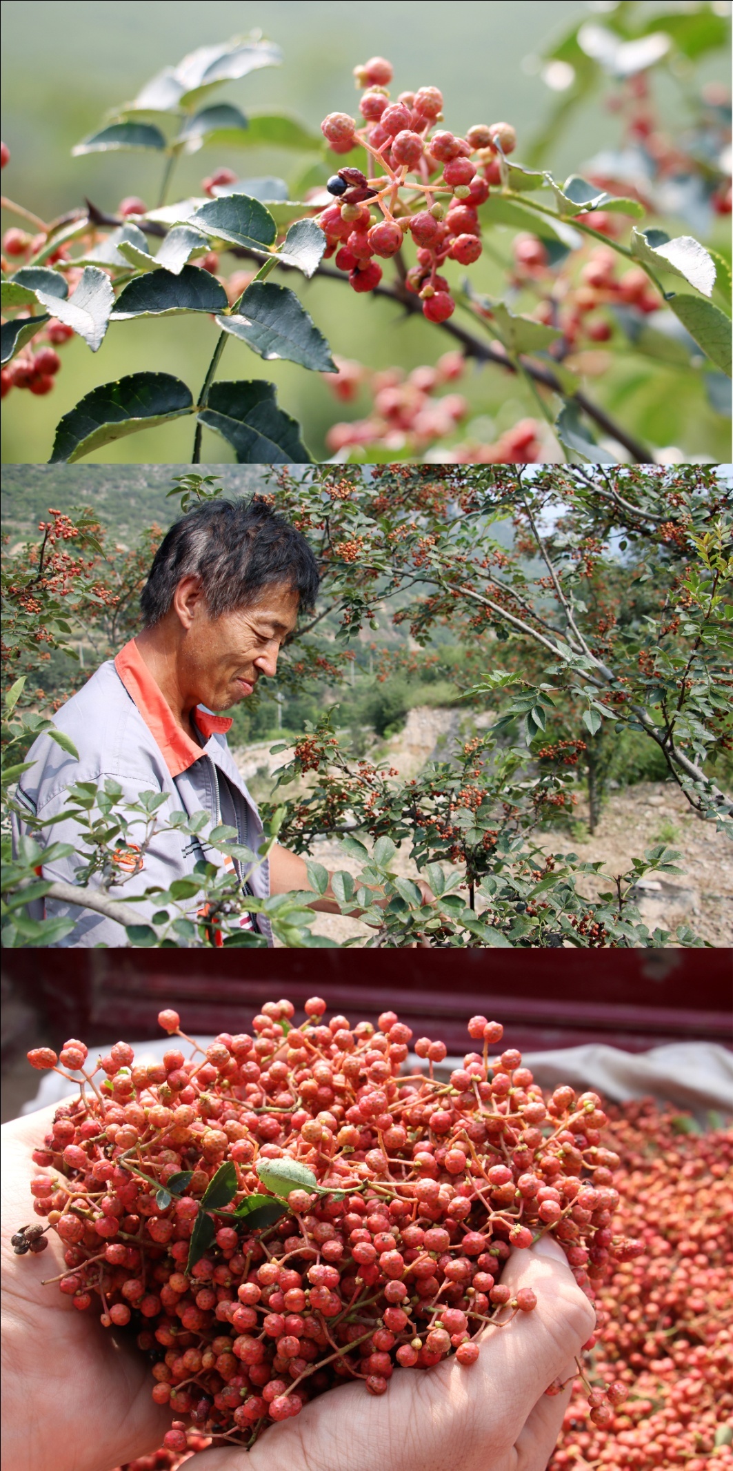 数字助农椒享生活首届平顺大红袍花椒节盛大启幕