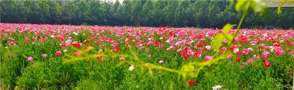 打卡于家务乡先进劳模企业——花仙子万花园