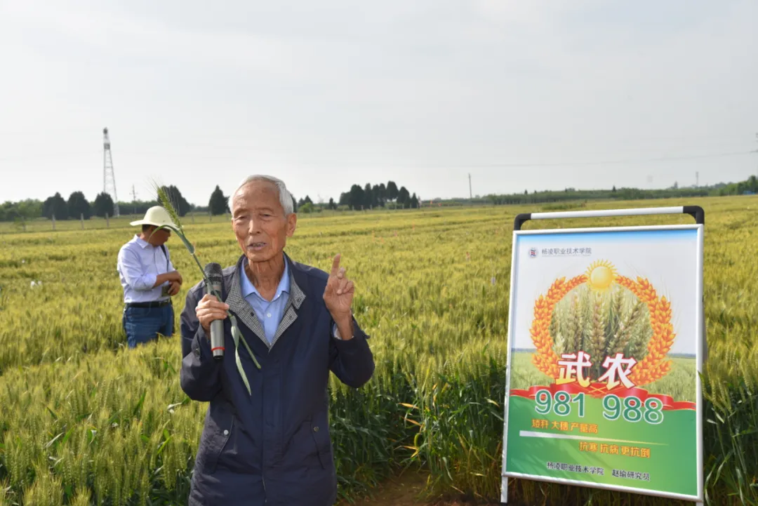 大学小麦试验基地,杨凌良科公司小麦育种研发基地,实地观摩武农981,武