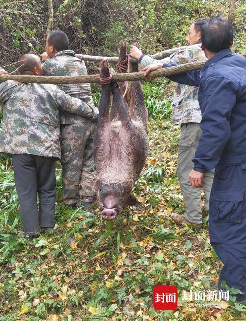 资讯>社会>正文> 较大的野猪需要四人抬野猪生性凶猛,超过200斤的公猪