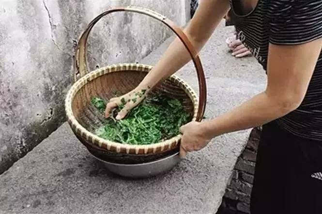 木槿叶为什么可以用来洗头?我们一探究竟__凤凰网