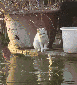 当代吧笠技