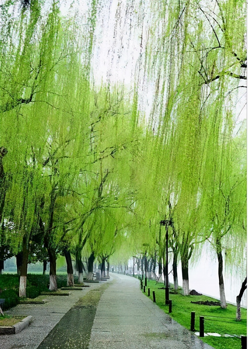 《小楼听雨》庚子诗词年鉴|陈为瑽(卷)