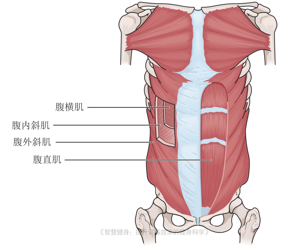 腹横肌:收缩腹腔,通过增加胸腰部筋膜张力来创建稳定性,为其他腹肌