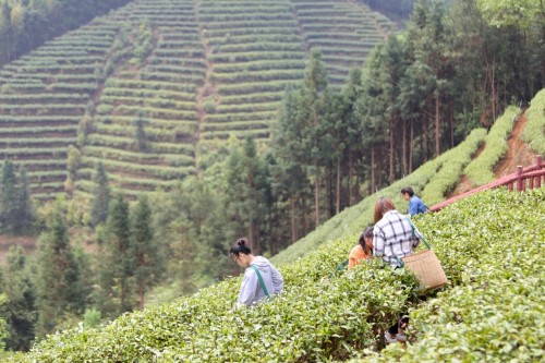 广东春茶开采，仁化白毛茶上新（最新发布）