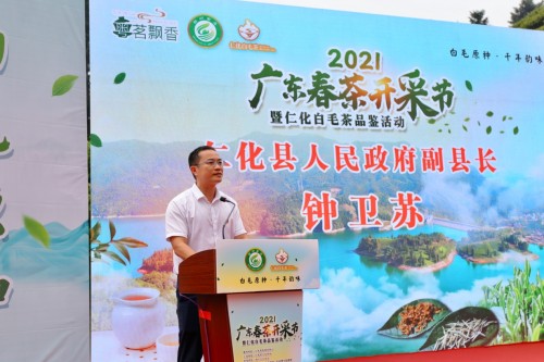 广东春茶开采，仁化白毛茶上新（最新发布）