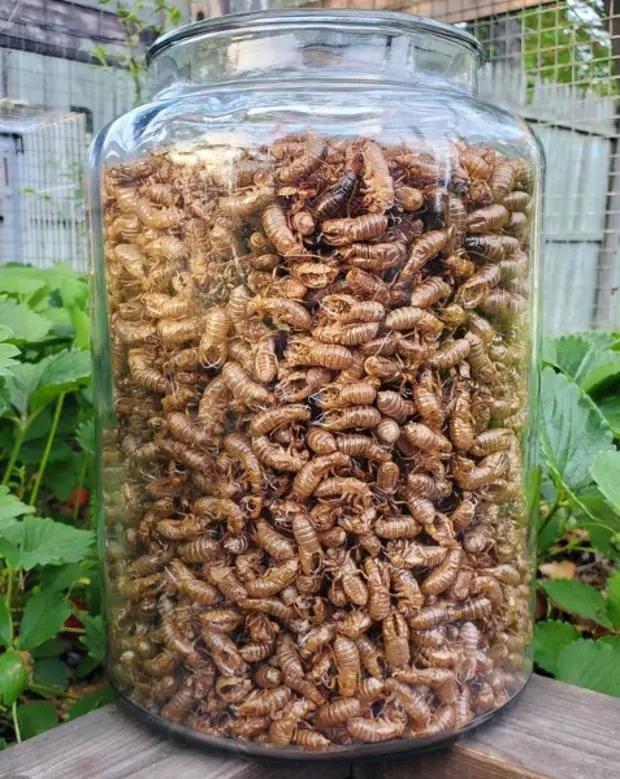 凤凰网