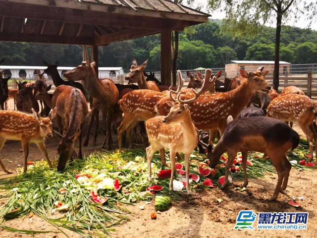哈尔滨北方森林动物园为动物开启消夏避暑模式
