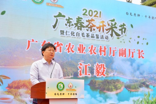 广东春茶开采，仁化白毛茶上新（最新发布）