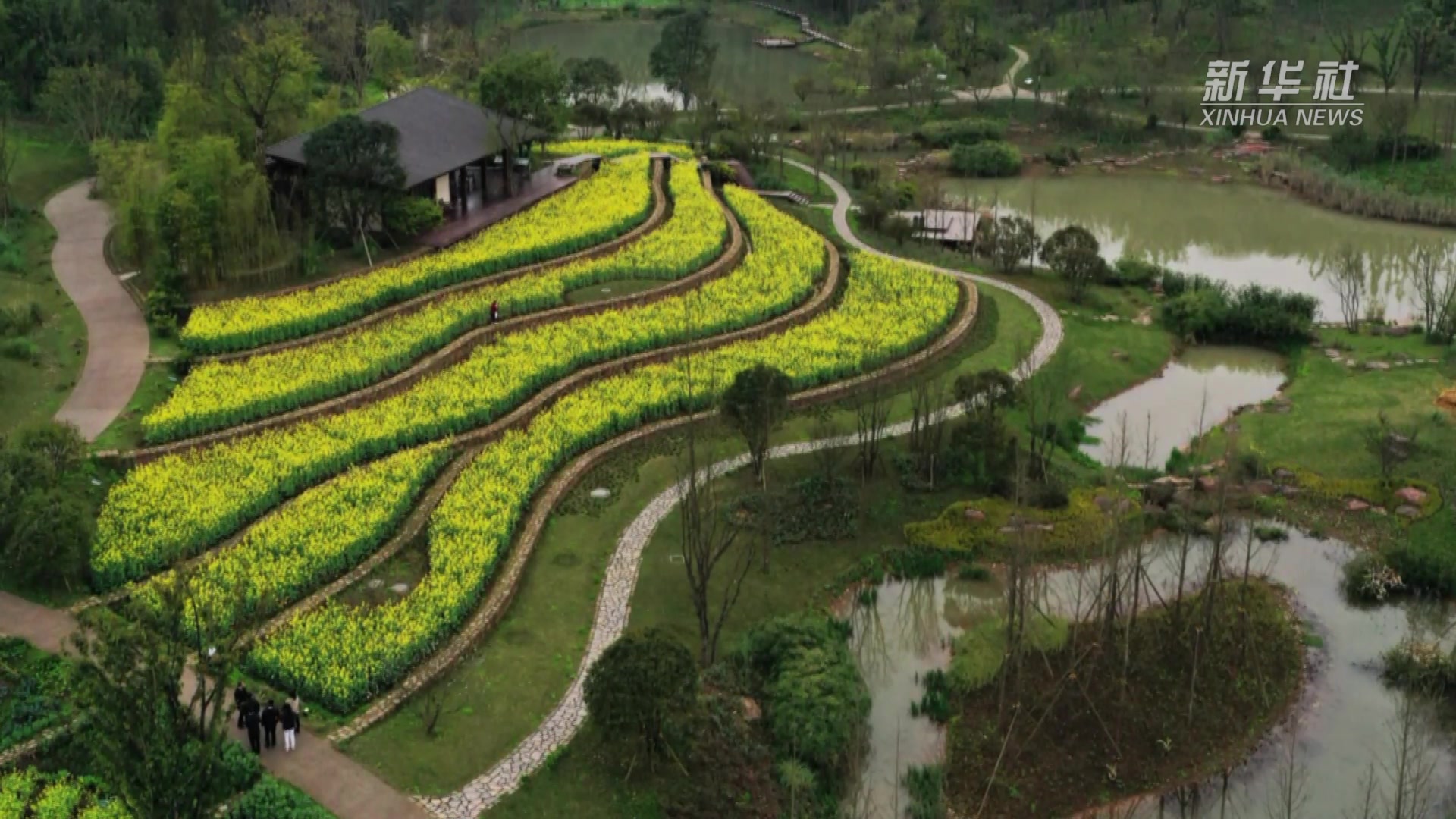 重庆广阳岛油菜花开景色美