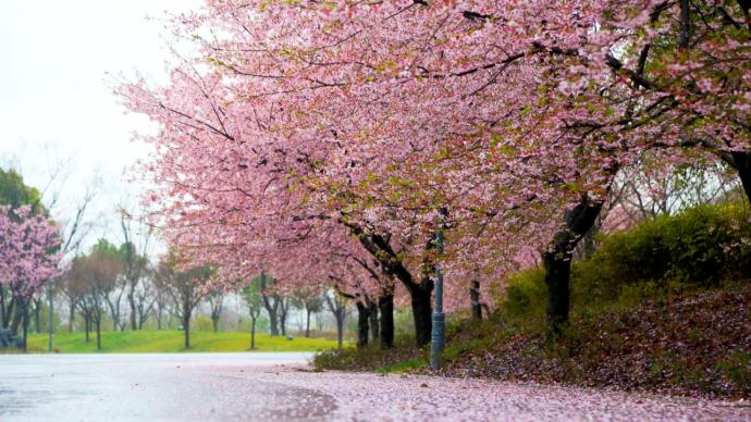 2021上海樱花节3月12日要开幕啦