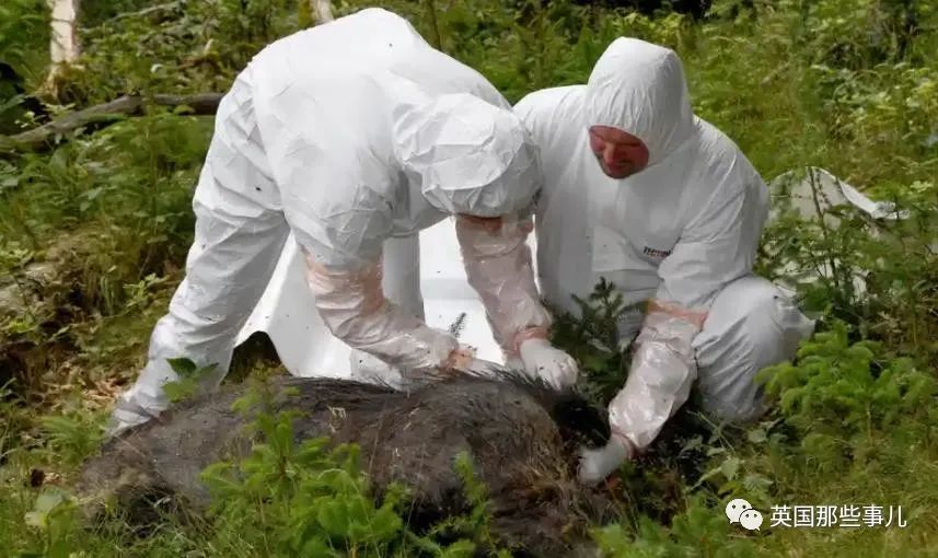 想各种办法控制野猪数量,目前试验过的办法有,给野猪投食避孕药,毒杀