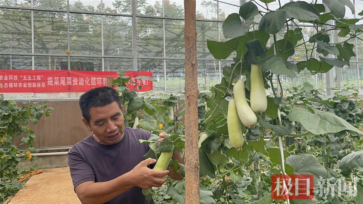 "鄂泰华公司负责人吴佑良告诉记者,眼下正是甜瓜的成熟采摘期,基地里