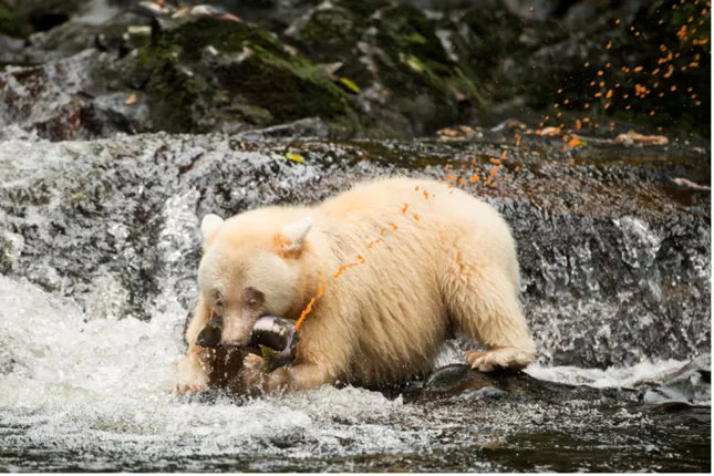 her vision——全球女性野生动物摄影师作品 | 国际妇女节