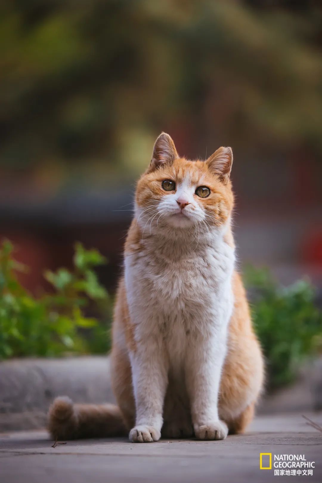 故宫的猫比雪好看太多了