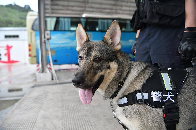 33万买一只淘汰警犬,买的是什么