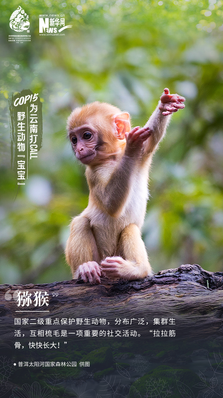 野生动物宝宝 凤凰网