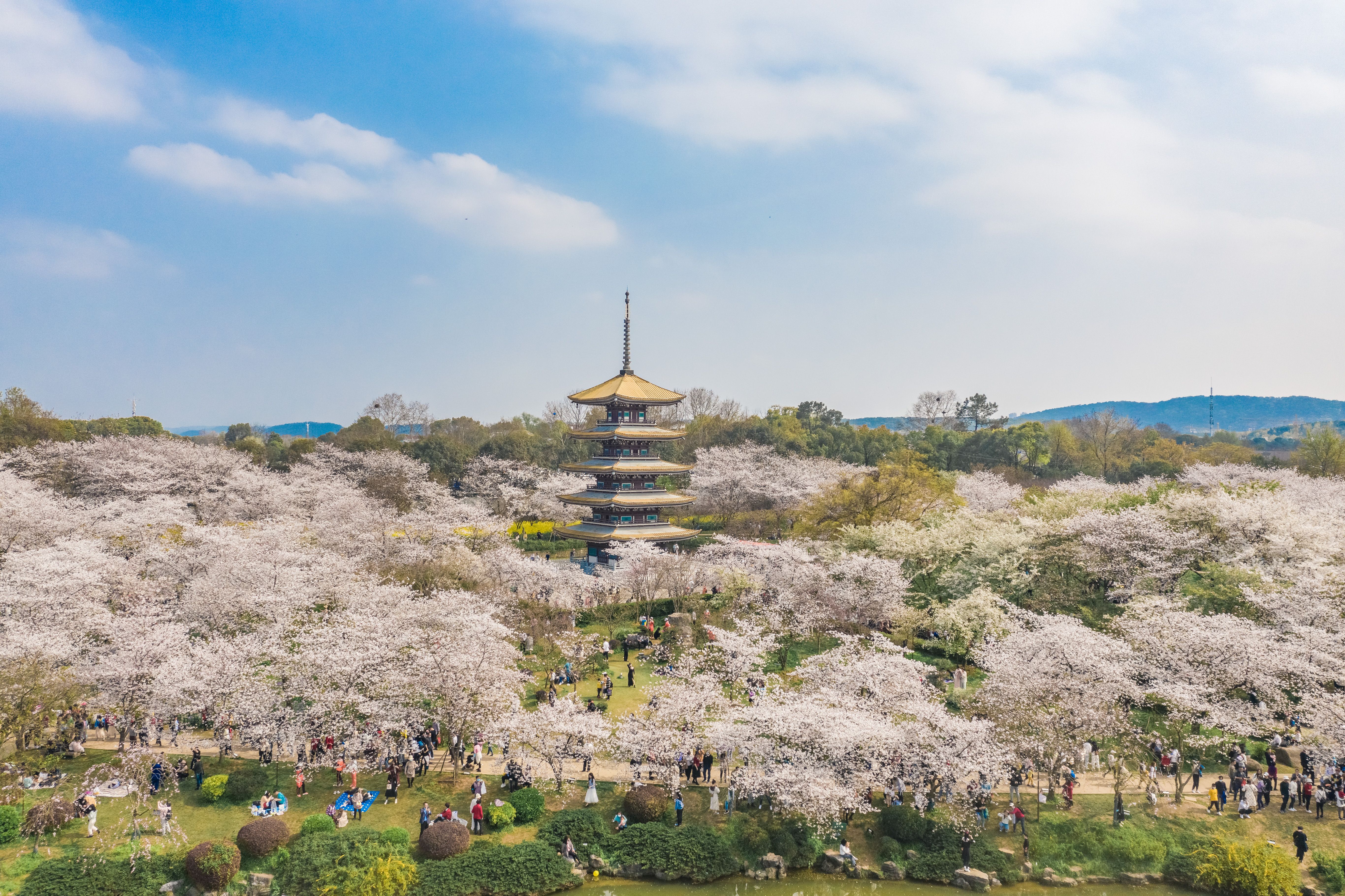 东湖樱花园4月6日起闭园休整,明年不见不散