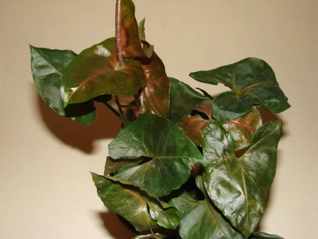 合果芋是否在爬藤?叶片是两种形态,很容易被误以为是两种植物