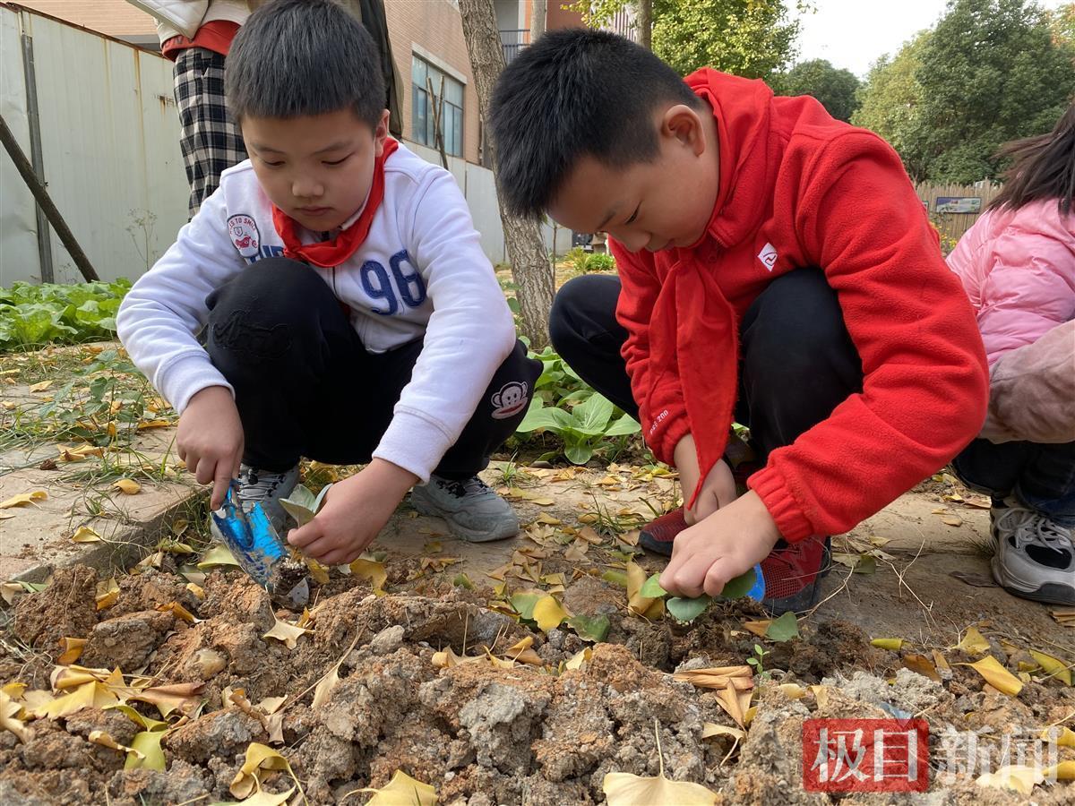 洪山菜薹怎么种小学生在植物课堂体验蔬菜种植