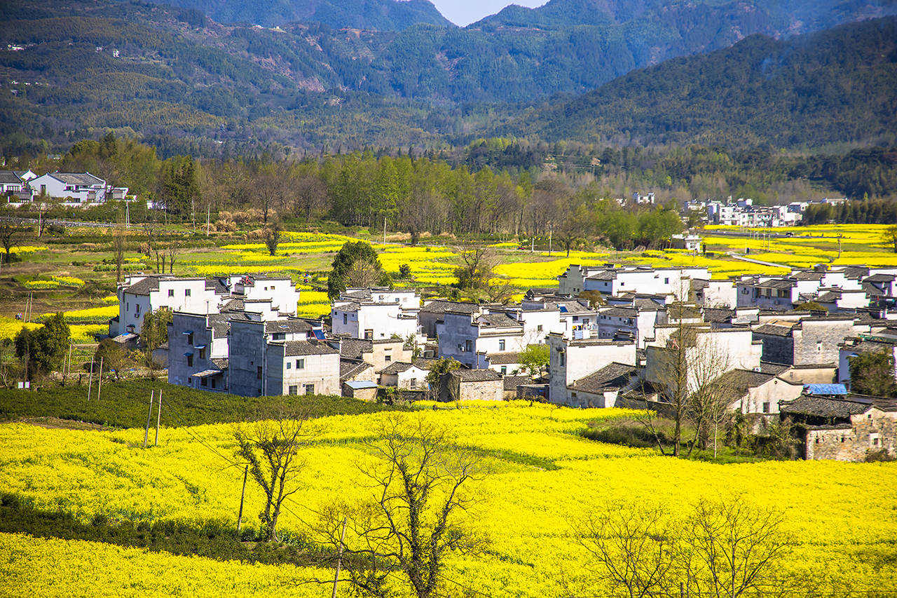 自驾皖南春光无限,徽州天路,画里乡村,醉心于影川两岸黑多白少