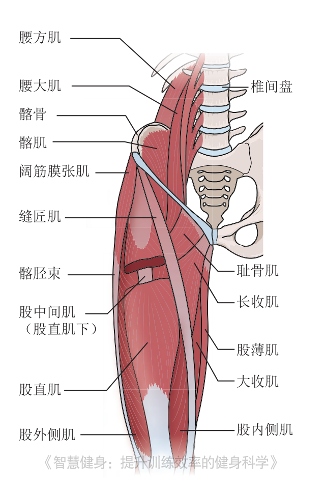 肱四头肌:股直肌,股内侧肌,股中间肌,股外侧肌腿在身前时伸髋,腿在