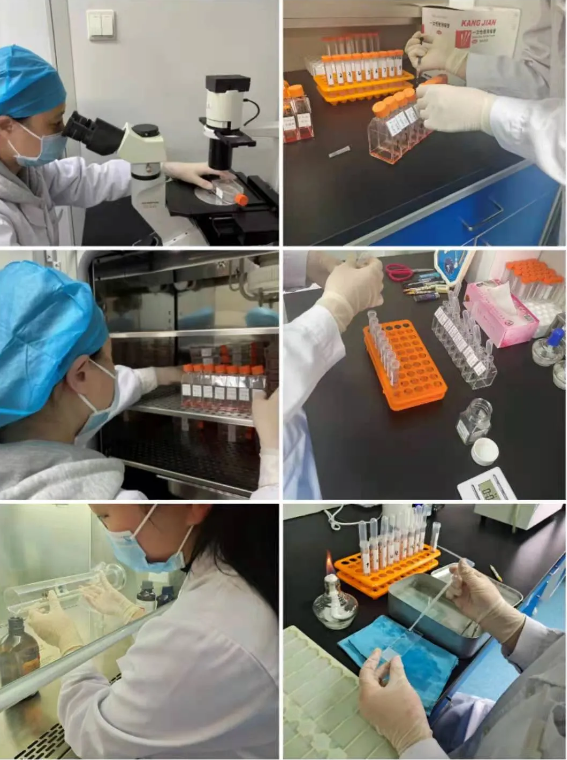 为您解锁羊水穿刺后的"秘密"——羊水细胞的奇妙之旅