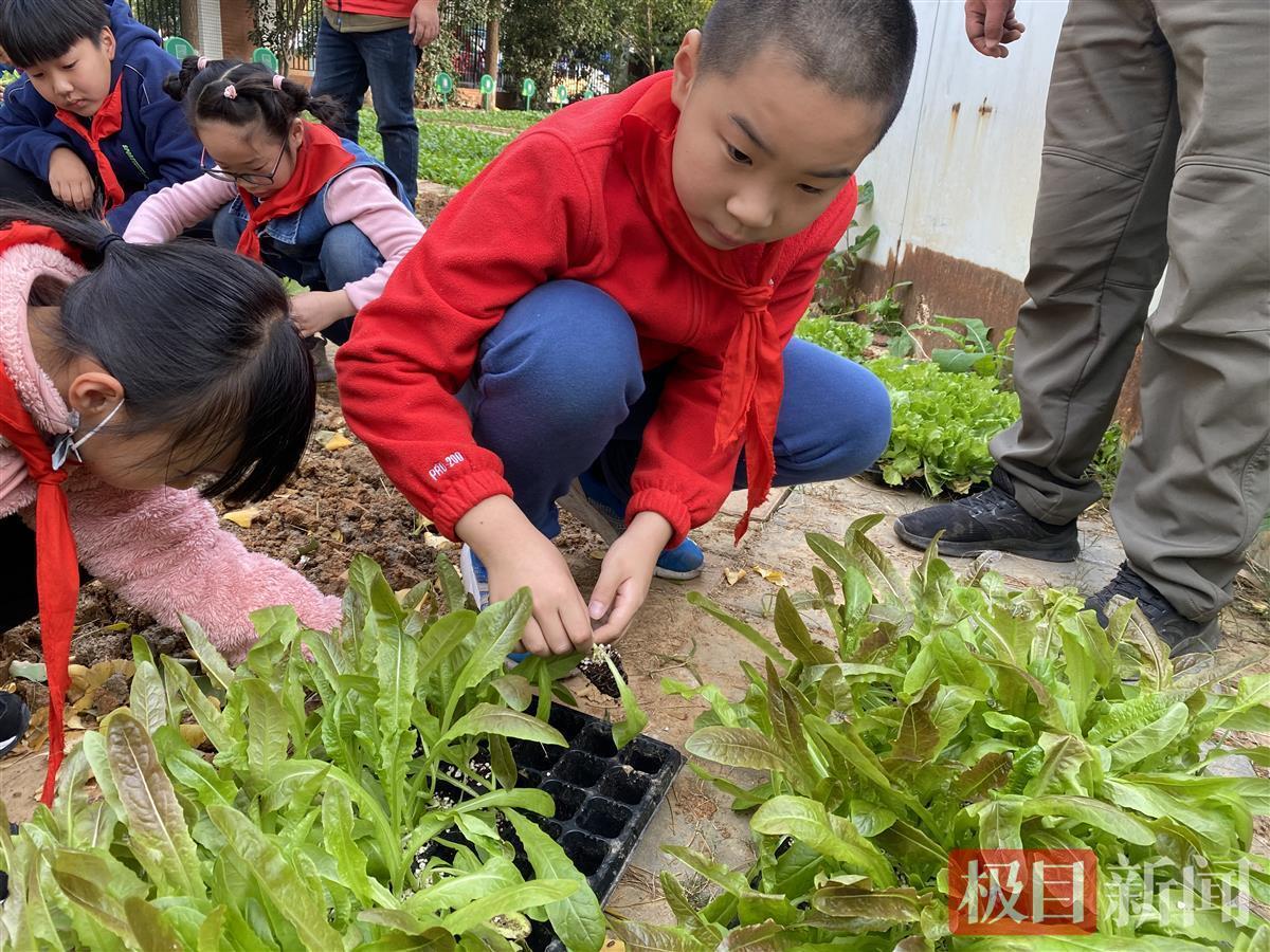 洪山菜薹怎么种小学生在植物课堂体验蔬菜种植