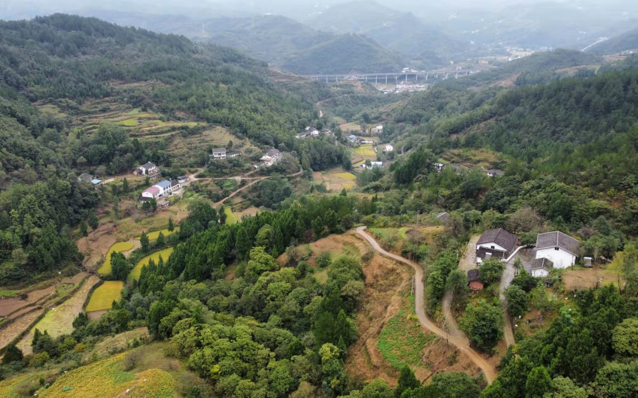 散居在山坡上的村民们,经常会和野猪狭路相逢.