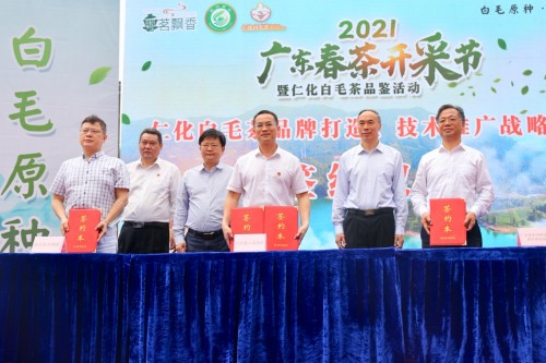 广东春茶开采，仁化白毛茶上新（最新发布）