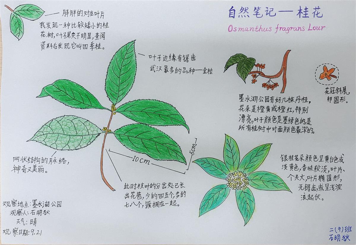 走进自然感受秋天这群小学生做自然笔记感受季节变化