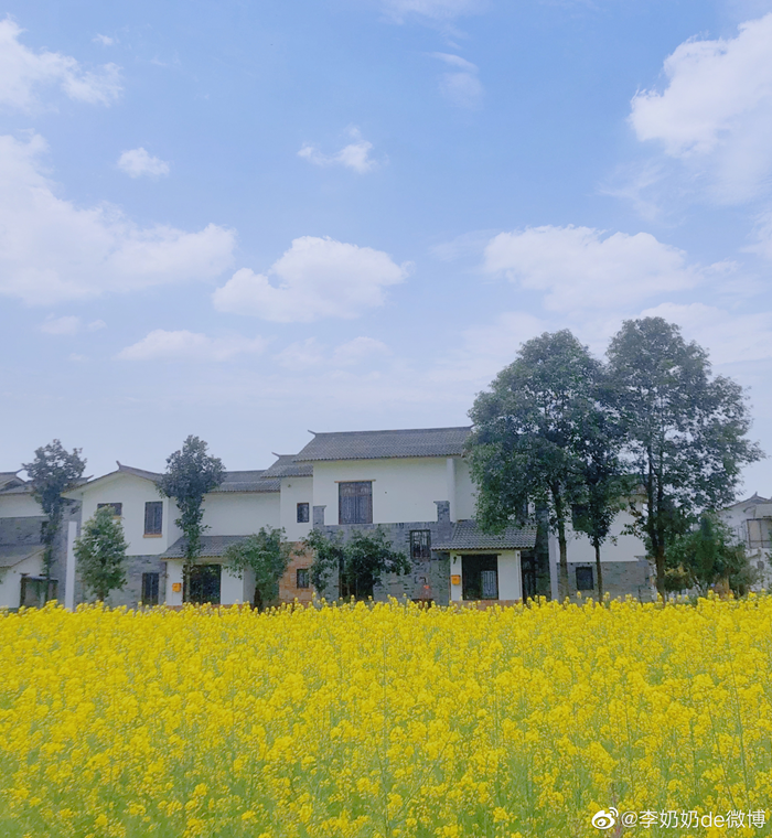 五星村3月的油菜花田,图@李奶奶de微博