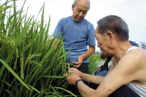 "精神首富"袁隆平的世界