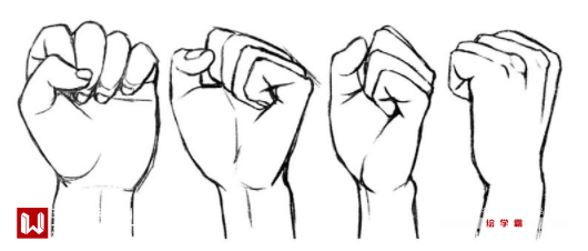 2握拳时,手背的肌肉会很明显.在这个角度只能看到小指的第二个关节.