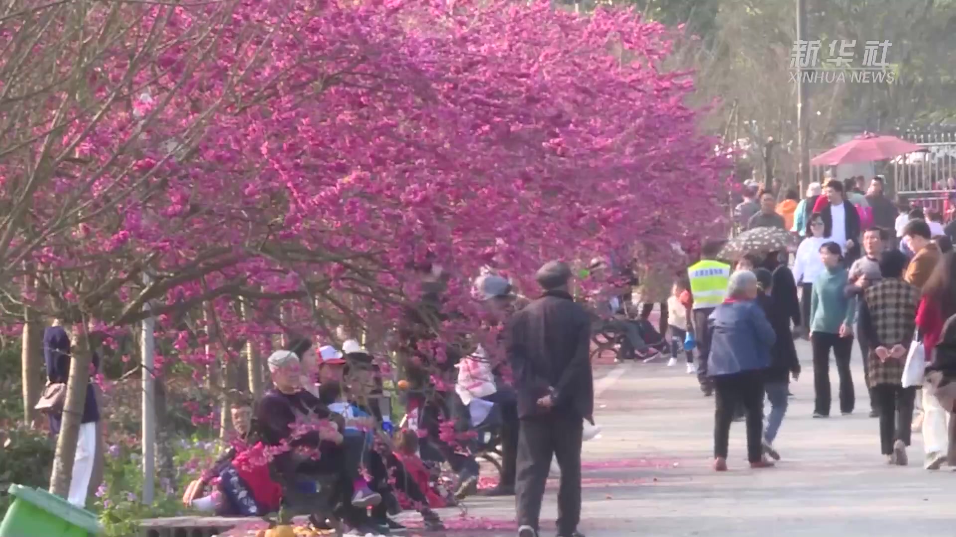 重庆:樱花绽放 迎游客踏青赏玩