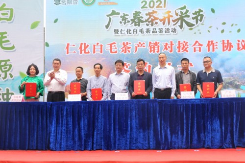 广东春茶开采，仁化白毛茶上新（最新发布）