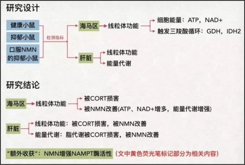 虽然抑郁症患者可以考虑使用nmn作为辅助治疗,但是不应该完全寄希望于