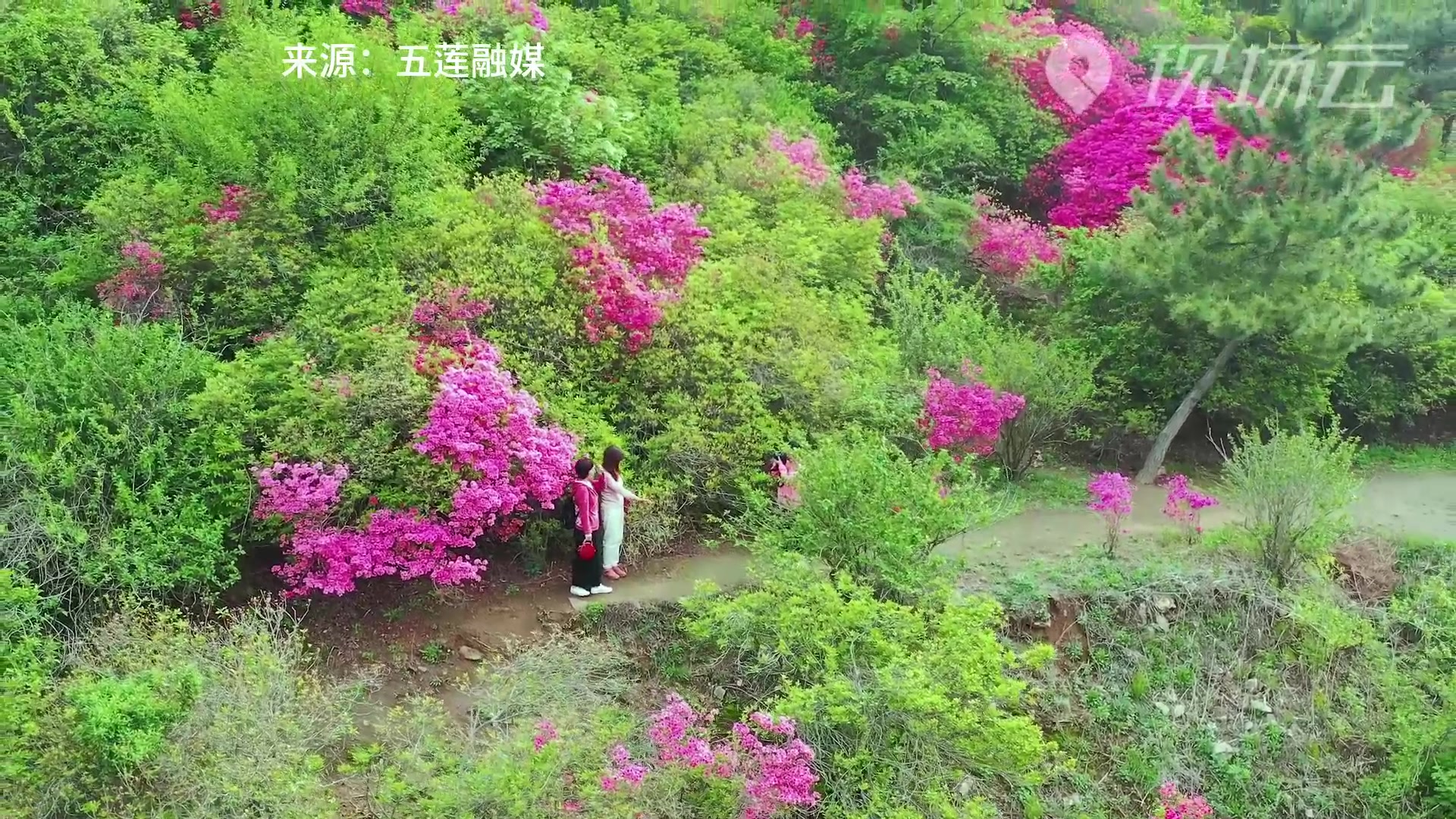 山东日照:满山杜鹃花 簇簇都艳丽