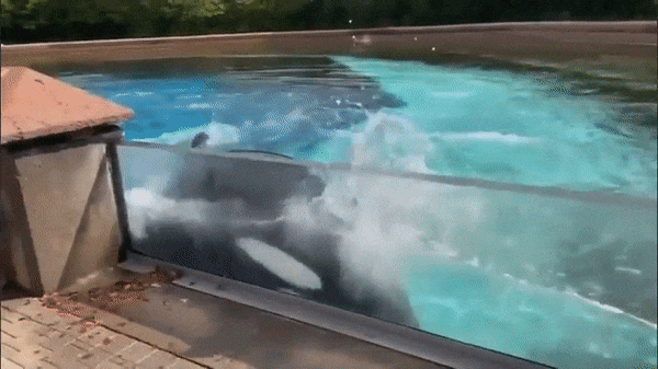 600_337gif 动态图 动图