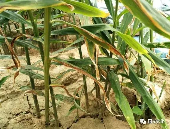 夏季生姜种植常见病虫害的防治