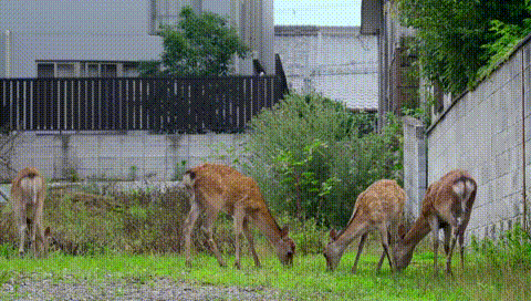 资讯></p></a>大陆>正文> 它们在人类街区游荡,觅食.