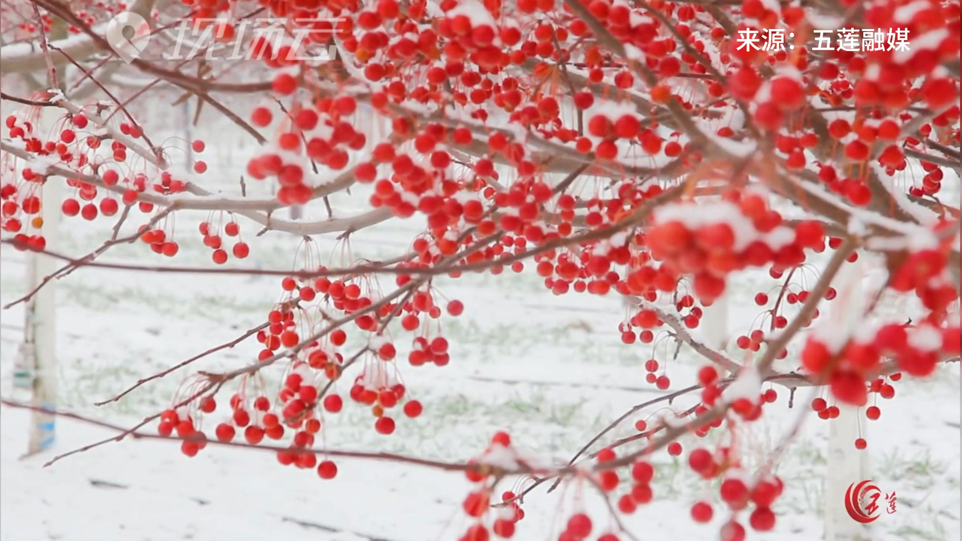 雪映海棠别样红