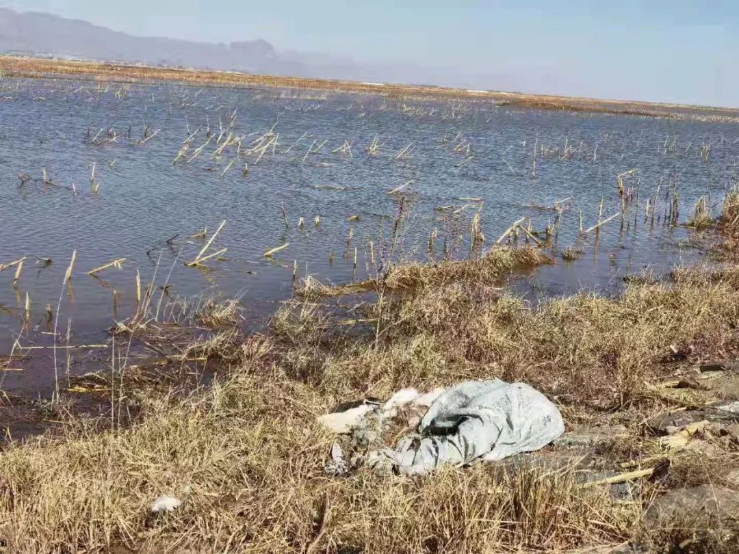 再访发现死猪的黄河国堤第一时间处置后死畜垃圾仍存在