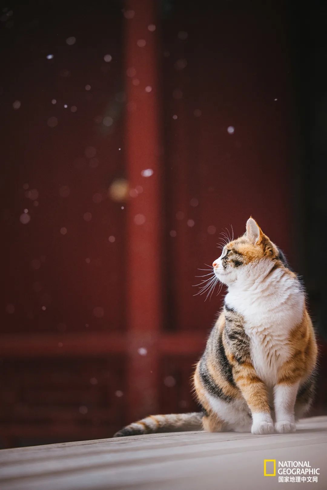 故宫的猫比雪好看太多了