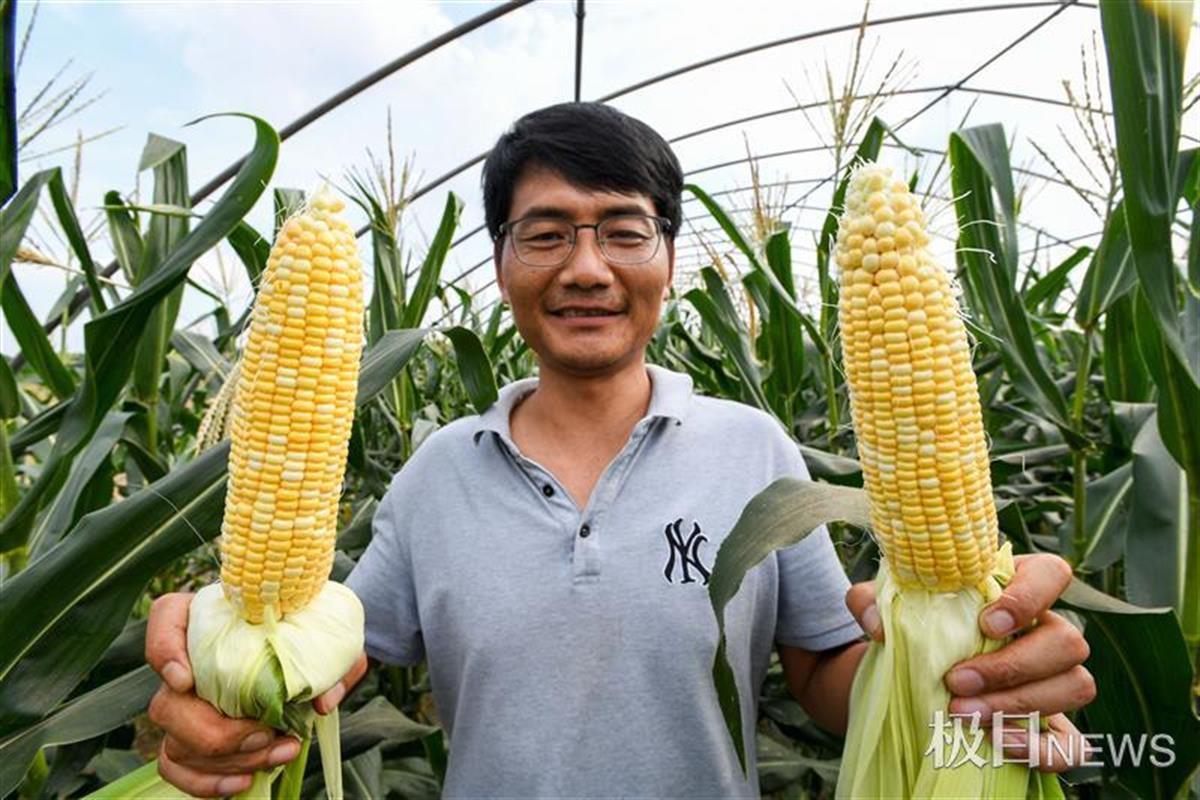 汉南甜玉米种植基地内曾思来采摘甜玉米近两年,曾思来还经常在网络