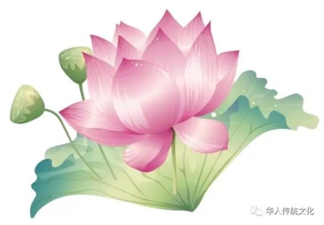 敬献一首《转世莲花》感恩![视频]