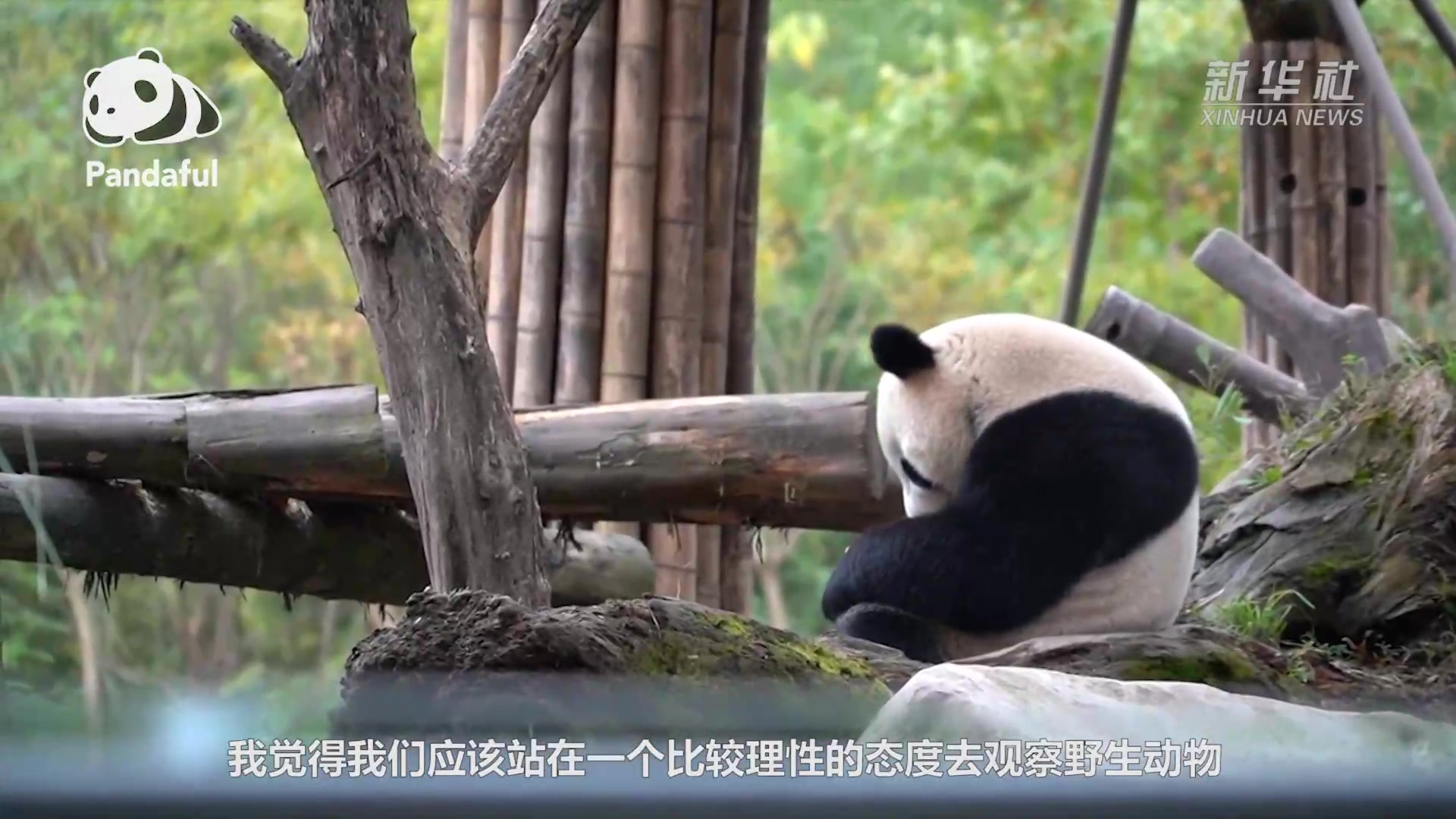 熊猫百问你来问|萌萌的大熊猫有凶残的一面吗?